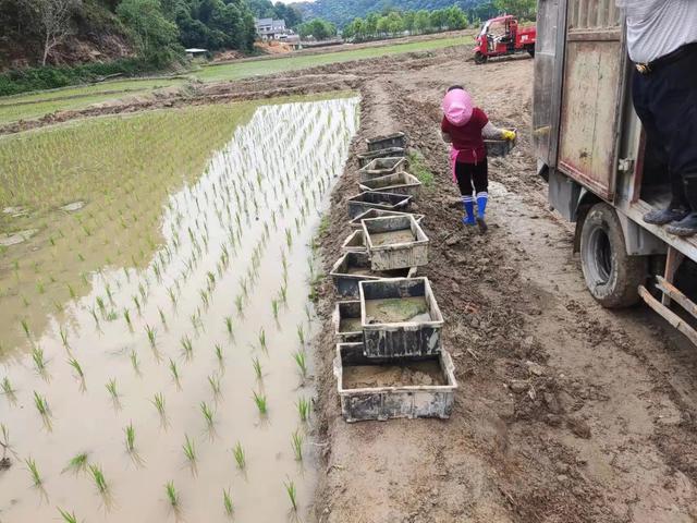 “水中冬虫夏草”-禾虫，怎么样做到亩产值3万元，种养技术要点