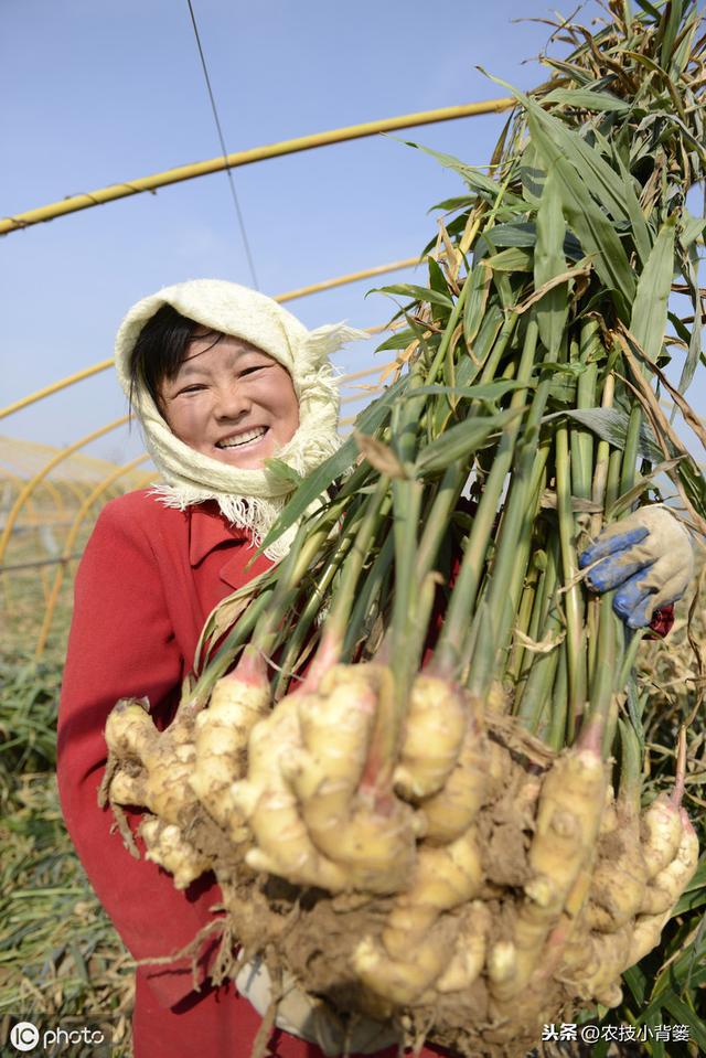 大姜播种用好这几招，苗齐、苗壮、产量高！