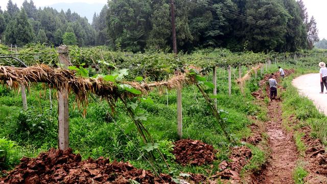 南充市胜百金蛋鸡养殖农民专业合作社扶贫典范