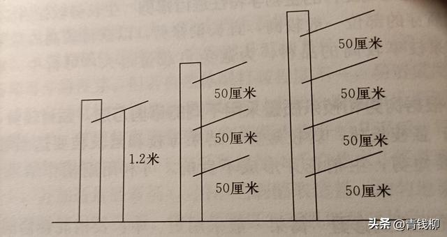 葡萄现代种植模式葡萄整形与修剪技术