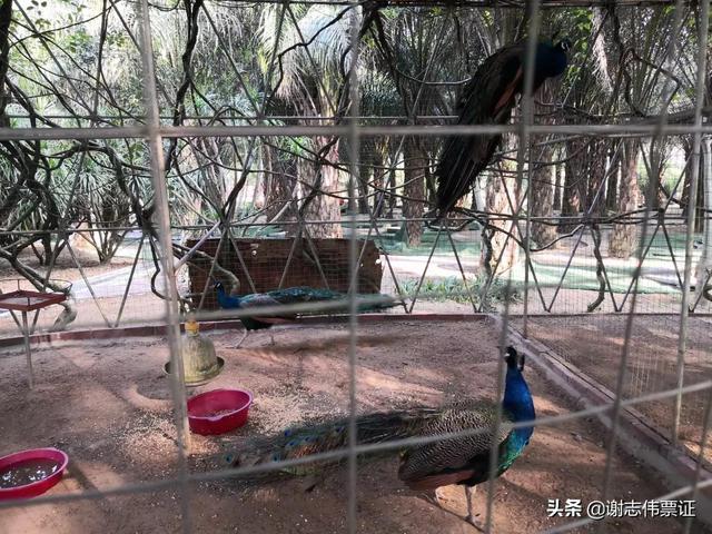 跟我一起游海南（96）禽鸟繁多有特色