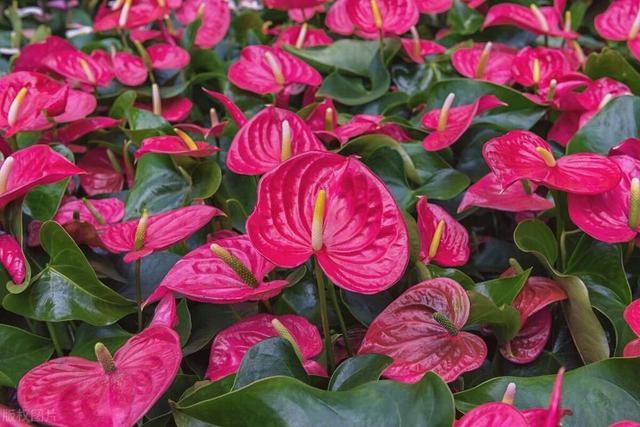 5种漂亮花，适合养在室内，没阳光也能开花