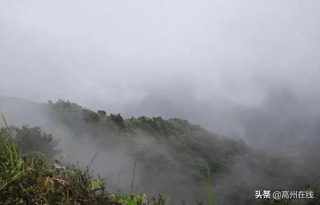 高州这一片花海你去打卡了吗？山上杜鹃花“粉”了一大片！