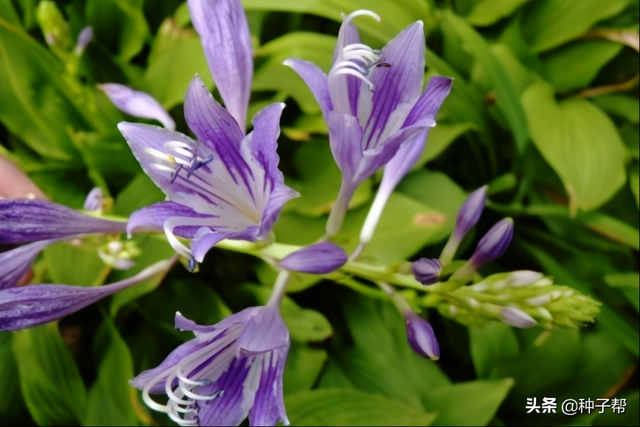 玉簪花什么时候种植开花最旺？养殖方法介绍