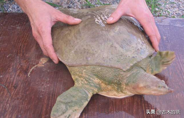 山瑞鳖的生物学特性及人工养殖技术