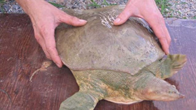 山瑞鳖的生物学特性及人工养殖技术