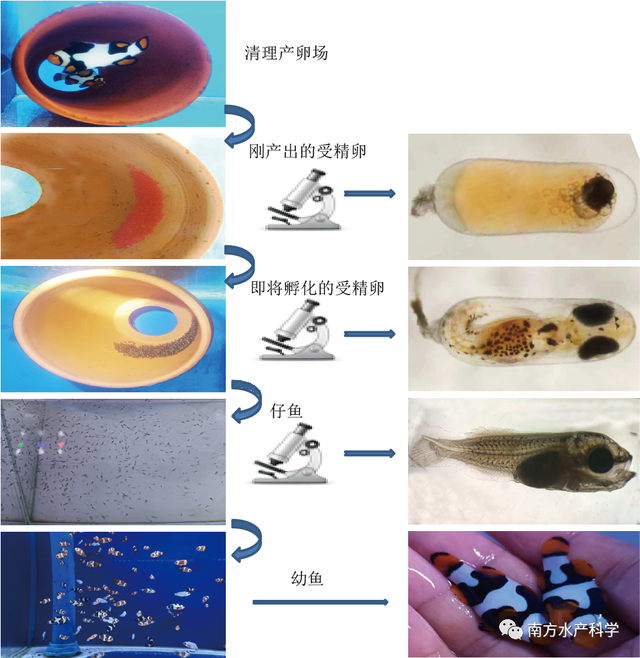 小丑鱼｜美丽又善变的大明星