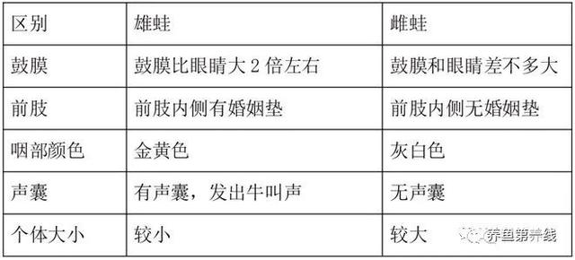 养殖牛蛙，不得不初步了解一下牛蛙的知识：形态特征和生态习性