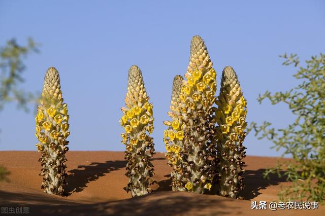 肉苁蓉曾经高价难买，被挖到保护，现在低价都难销，啥原因？