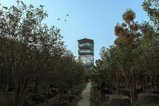 佛山市顺德区的伦教鹭鸟林：喧嚣城市群  秘境鸟天堂