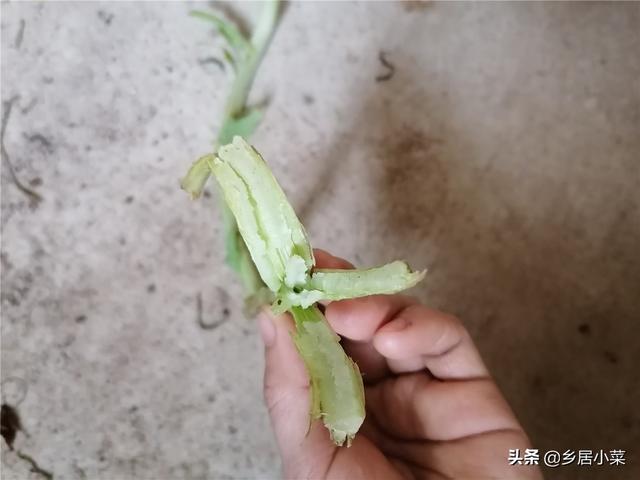 秋冬怎么种油麦菜吃肉质茎？施肥养根、培土、转移害虫目标等管理