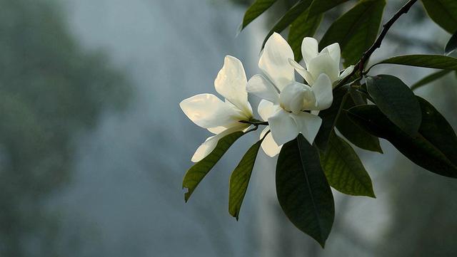 春天里花香浓郁的醉香含笑花