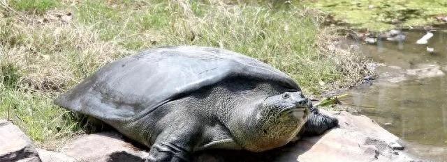 山瑞鳖的生物学特性及人工养殖技术