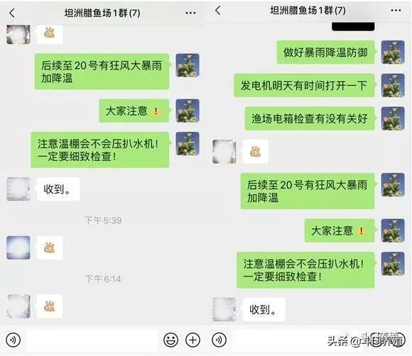 卖鱼最早！规格最大！亩产最高！“黄鳍鲷产业”的革命