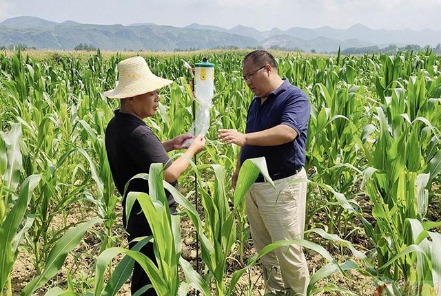 已经入侵6省，比蝗虫还紧急的虫灾来了，农民及早预备以下农药