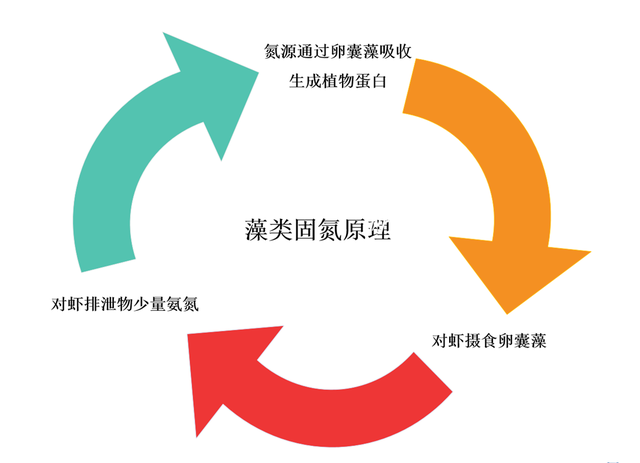 【小棚虾专题③】“浑水”养大虾？最佳水质管理模式是...