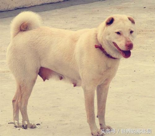 中国5种不起眼的本土犬，知道名字后，很多人表示想养一只