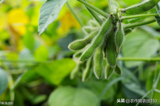 夏大豆怎么种植才能高产？（实用）