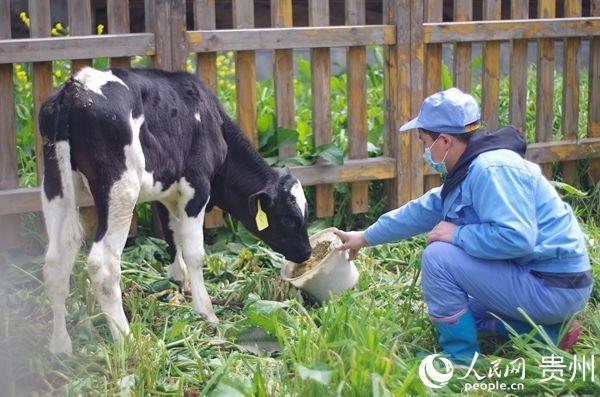 贵州好一多乳业：一盒鲜牛奶 带富千万家