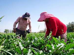 黑枸杞人工种植喜获丰收(若羌县：露地蔬菜长势喜人丰收在望)