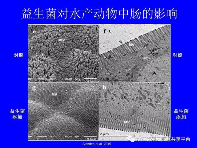 纯干货：南美白对虾工厂化养殖技术大全