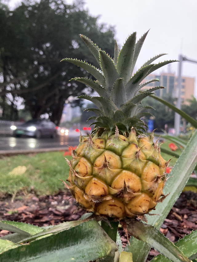 湛江市区绿化带长出小菠萝？！市城综局：系可食地景