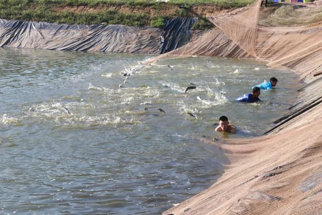 鲈鱼、草鱼、鲢鱼…大河正在建总面积200余亩的养鱼基地！