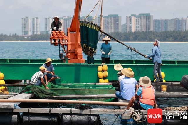 今年海南首艘出口金鲳鱼鱼苗船起航 100万尾金鲳鱼鱼苗“游”向海外