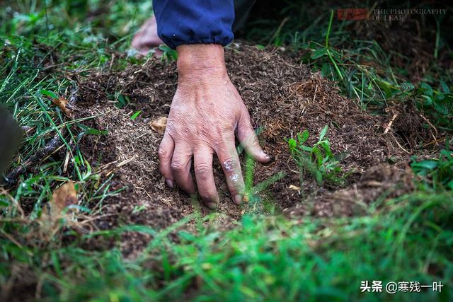 六旬大爷退休后再创业，种植的柑橘一个卖20元，一棵树能赚上万元