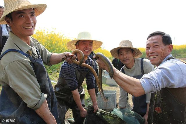 黄鳝养殖必须要泥塘？不，做好几点水泥池里也能养鳝