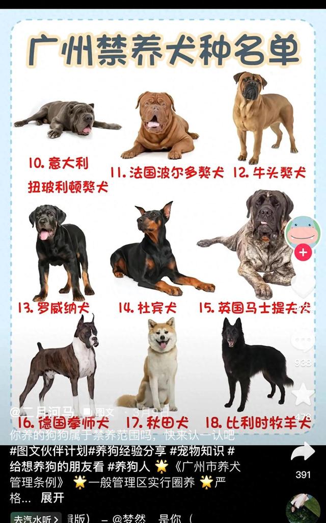 火爆犬种禁令！2023年广东惊人决定！30种禁止饲养！