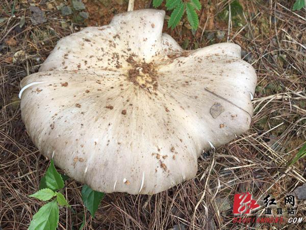 视频｜道县：野生“天鹅菌王”重320克 直径27厘米