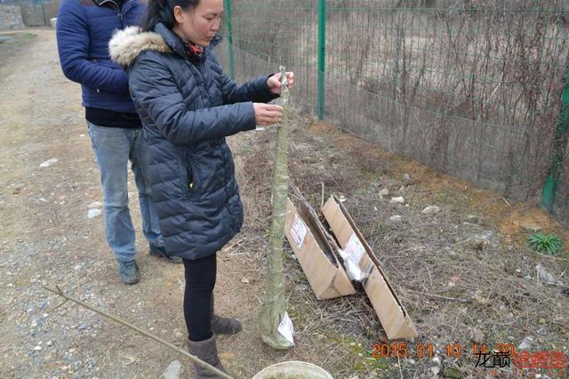 能否成功只能是应验那句“谋事在人，成事在天”（渔场回忆20）