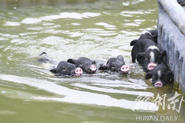 种好中国粮 做优湖南饭｜宁乡花猪：流沙河“王者归来”