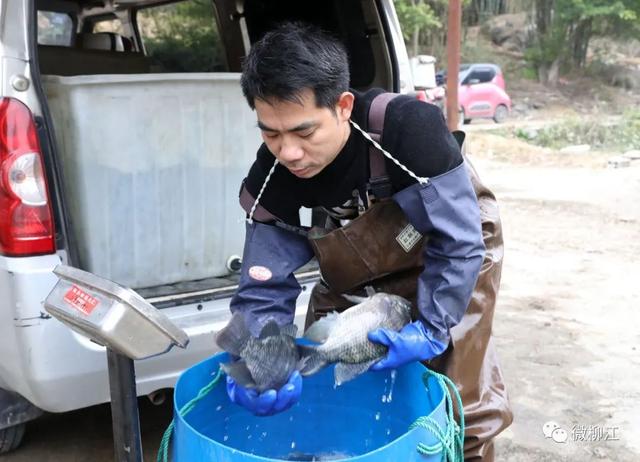 在这里，“滚水活鱼”开启水产养殖新模式！