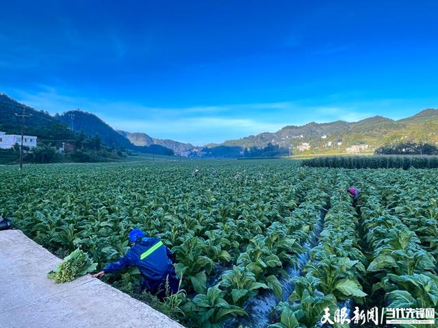 李英敏：种植“黄金叶” 顶起半边天