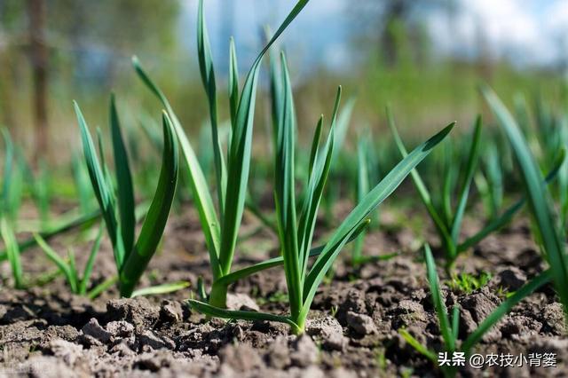 秋播大蒜有哪些种植管理技巧？从播种到越冬前抓好这7点就够了