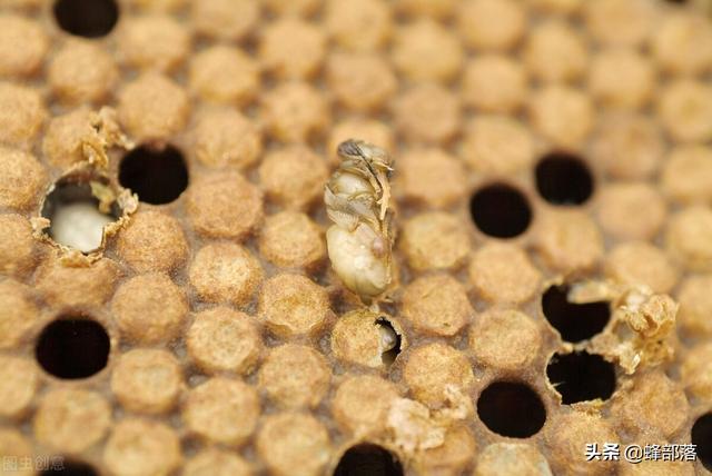 夏季如何预防蜜蜂病敌害？4种情况比较常见，现在知道，恰逢其时