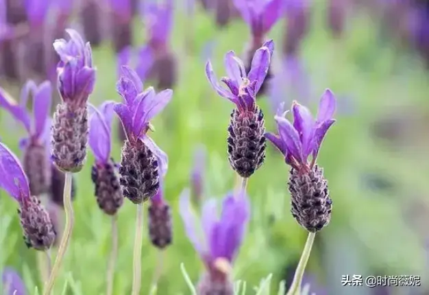 熏衣草怎么养，赶紧来学习一下吧！护理得当才能开花不断