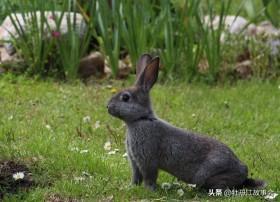 大雪封山猎捕野兔