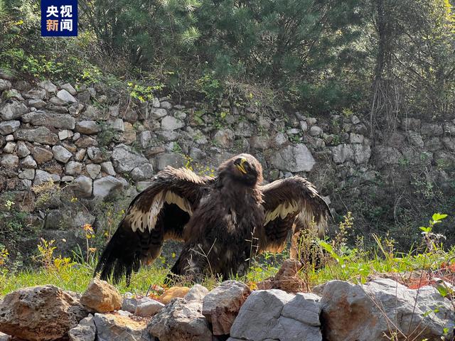 67只被救护珍稀野生动物在安阳红旗渠·林虑山放归自然