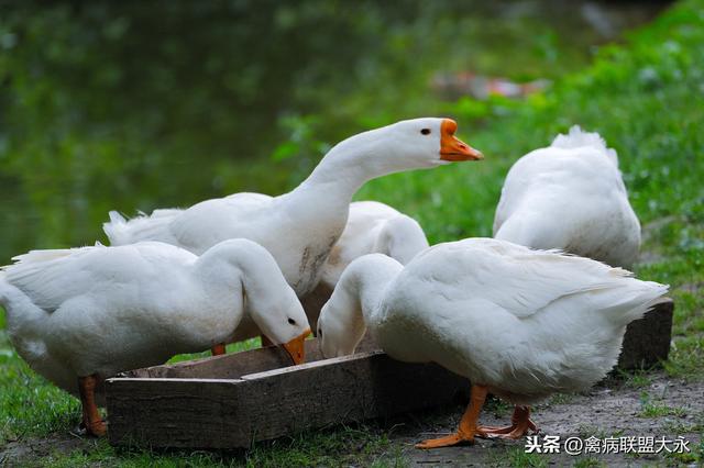 新手养鹅好养吗？给你最全的大白鹅育雏，育成，种鹅的养殖技术。