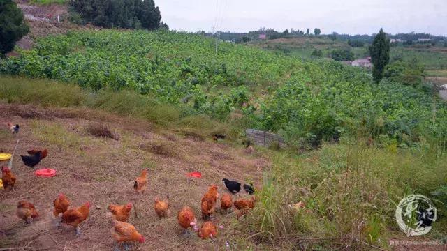 在内江，有这样一个村，每个人都是“老板”