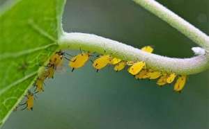 葡萄蜜虫养殖(蚜虫的生长特点、危害症状和防治方法)