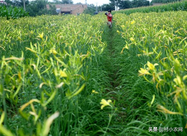 2020年种菜就种黄花菜，市场需求大、晒干就能卖，高产你会种吗？