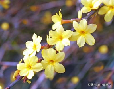 迎春花易栽培，初冬将它冻一冻，春节开花更鲜艳，花朵特别美