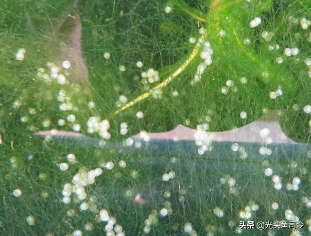 5天就能孵化，寿命10年，究竟有多少鲫鱼能够“寿终正寝”？