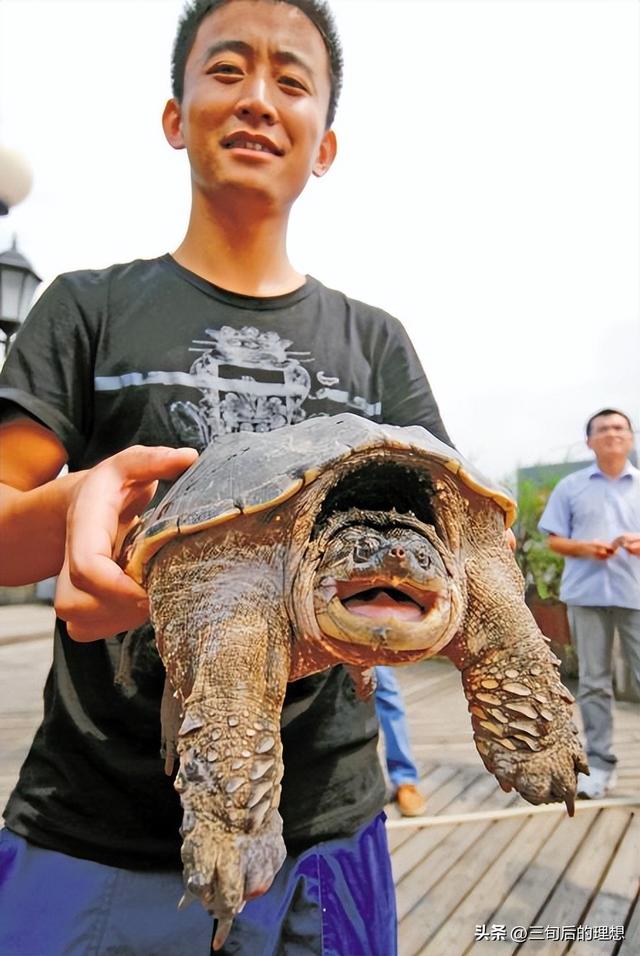 外观酷似“玄武”，身为出肉率最高的龟种，在养殖时需要注意什么