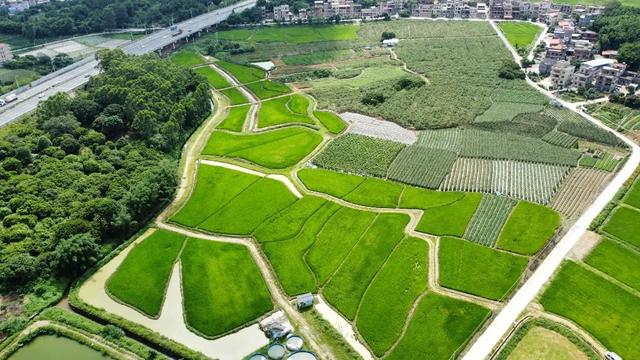 户外露营、水果采摘……增城这个农场藏着你的“田园梦”