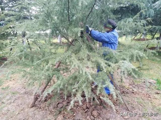 雪松栽植五点禁忌